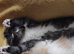 Beautiful kitten