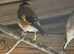 Goldfinch