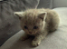 Kitten for sale dad ragdoll and mim british short hair