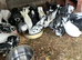Fantails and pigeons for sale