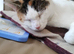 Cat in wembley looking for new home