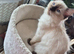 2 Beautiful GCCF & TICA Ragdoll Kittens Left