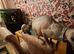 READY NOW Stunning Sphynks kittens,