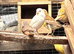 Cute Mix of Canaries