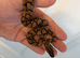 Brazilian rainbow boa
