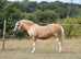 TOP QUALITY LEADREIN / FIRST RIDDEN SHOW PONY