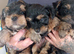 Beautiful Yorkshire Terrier Puppies