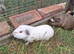 3 male guinea pigs looking for new homes