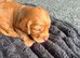 6 beautiful cocker spaniel puppies for sale