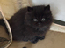 Pure breed BSH/BLH