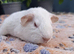 PEW (Pink eyed white) Smooth Baby Girl Guinea Pig