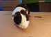 Chocolate and Red Dutch Guinea Pigs