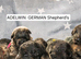 KC QUALITY GERMAN SHEPHERD PUPPIES