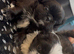 Pekingese puppies