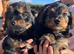 Yorkiepoo puppies