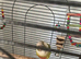 Pineapple Green Cheek Conure FOR SALE