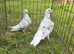 Colour racing pigeons