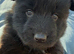 GSD puppies