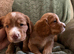 Reduced kc working puppies