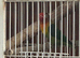 Pair of lovebirds for sale