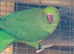 Green Indian ring neck hen