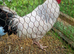 Chickens need new home