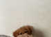 Cavapoo boy for stud