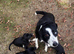 2 playful sprollie puppies left seeking new homes