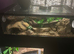 normal baby corn snake and setup