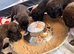 Last 2 staffy boys left!!