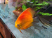 Pair of breeding discus