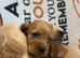 Red Cocker Spaniel Puppies