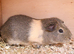 Stunning male guinea pig