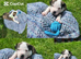 Staffordshire Bull Terrier puppies