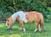 Daisy- A lovely Standard Shetland