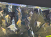 Premium Homebred Angelfish &ndash;  Available