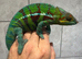 Panther Cameleon (Ambanja)