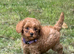 Cockapoo puppies