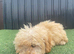 3 beautiful F1B golden doodles ready for new forever homes