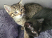 Two beautiful kittens are looking for a new home
