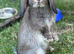 Mini Lop Baby Rabbits - Ready to leave now