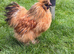 Silkie Cockrel free for rehome