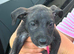 Bull X greyhound puppies 8 weeks
