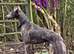 Saluki bull greyhound (lurcher) puppy’s