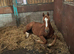 Very friendly Chestnut gelding