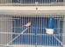Irish fancy canaries for sale 4 pairs & 1 coch