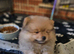 I litle boy