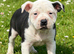 Stunning black pied female staff puppy