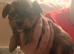 Yorkiepom 4 remaining
