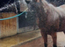 !16hh SAFE CHUNKY HACK!